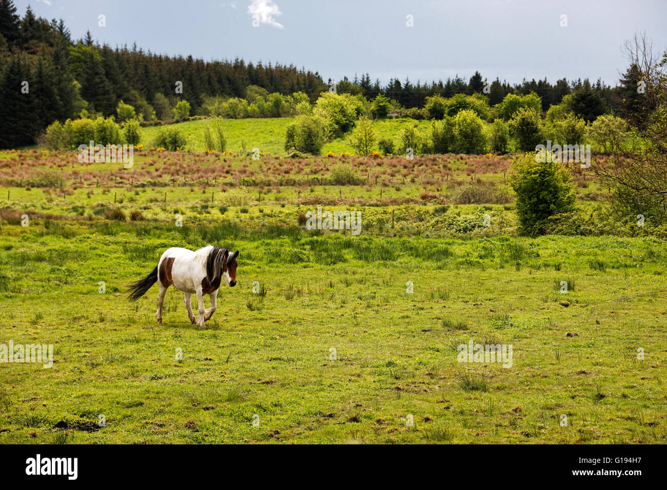 Cavallo nel paesaggio irlandese, Repubblica di Irlanda, Europa. Foto Stock