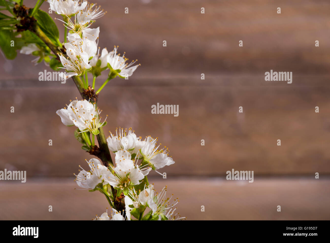 Foto di sfondo di legno con fiori di colore bianco blooming Foto Stock