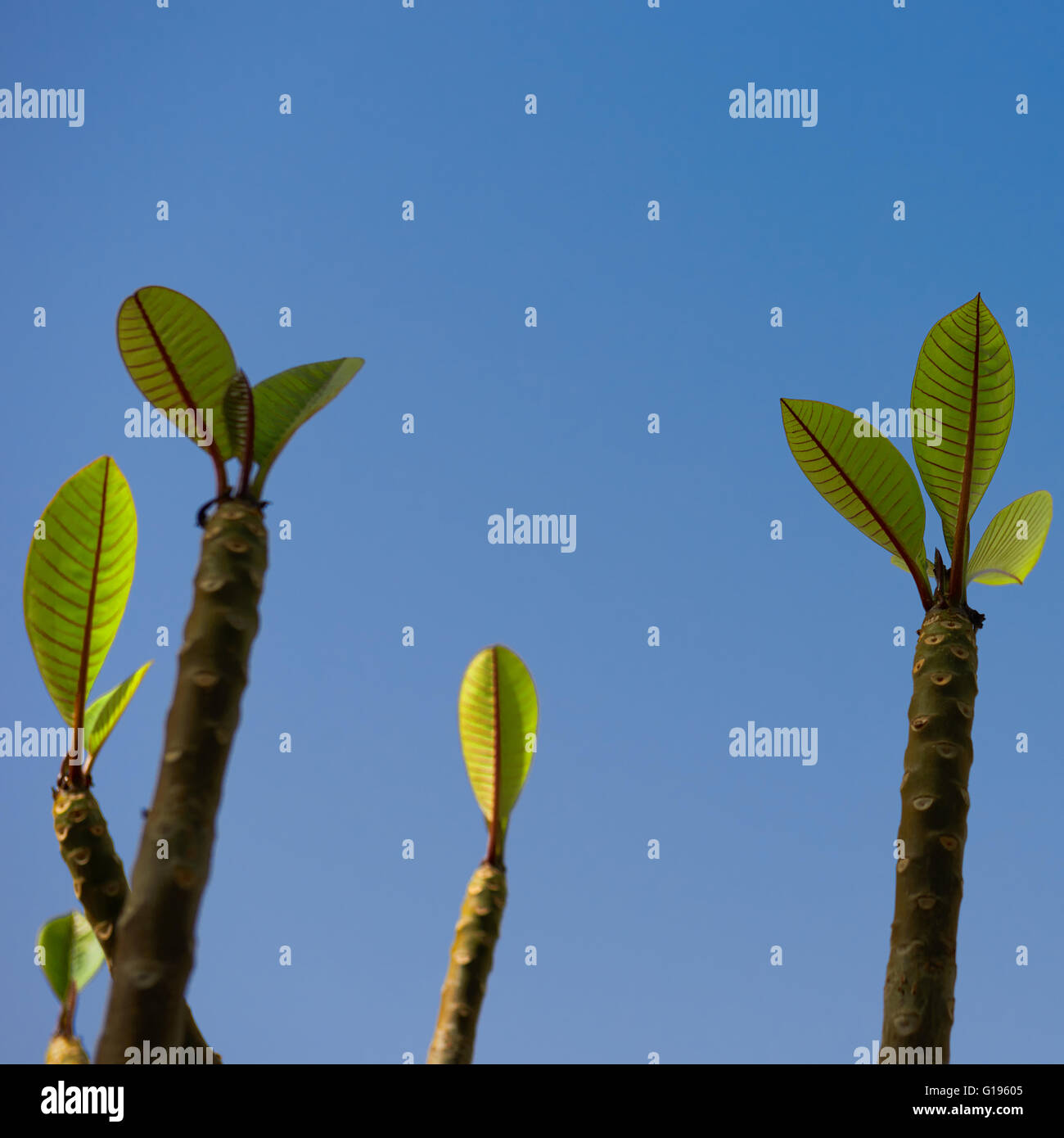 Nuovi inizi di una pianta spuntano nuove foglie sullo sfondo di un cielo blu chiaro Foto Stock