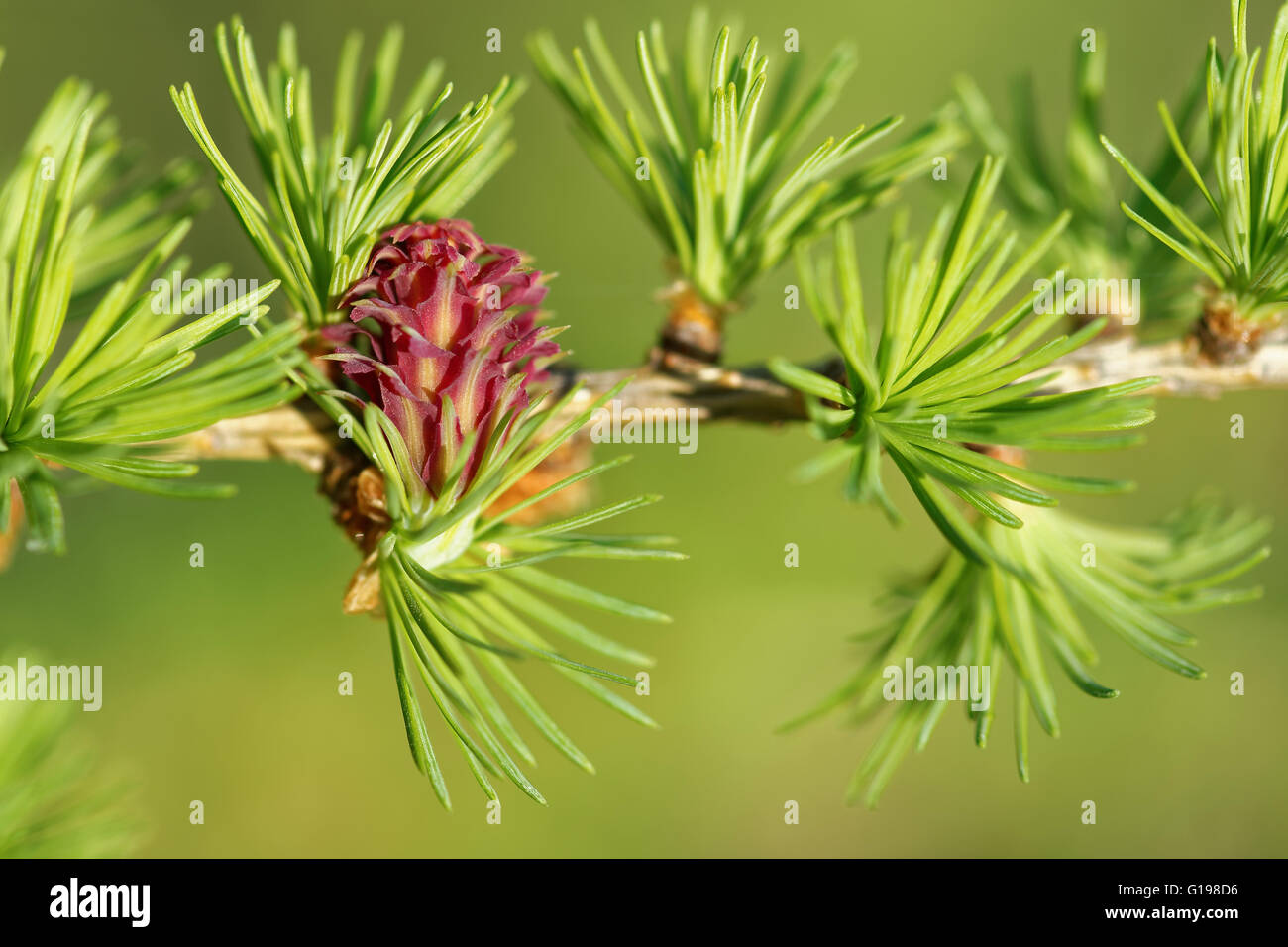 Ovulate cono (strobilus) di larice in primavera, dall'inizio di maggio. Foto Stock