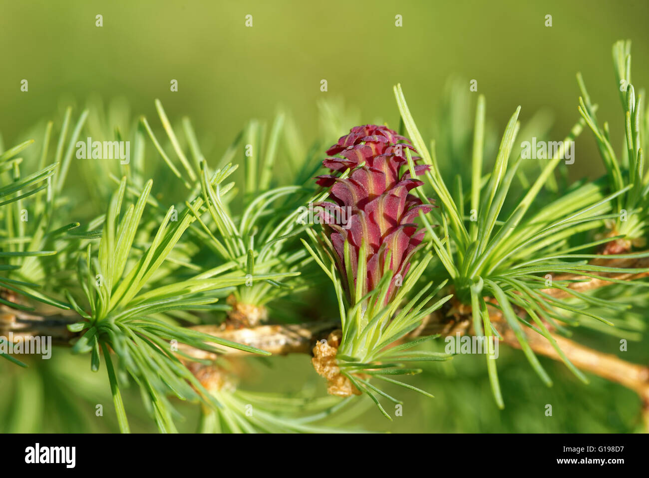 Ovulate cono (strobilus) di larice in primavera, dall'inizio di maggio. Foto Stock