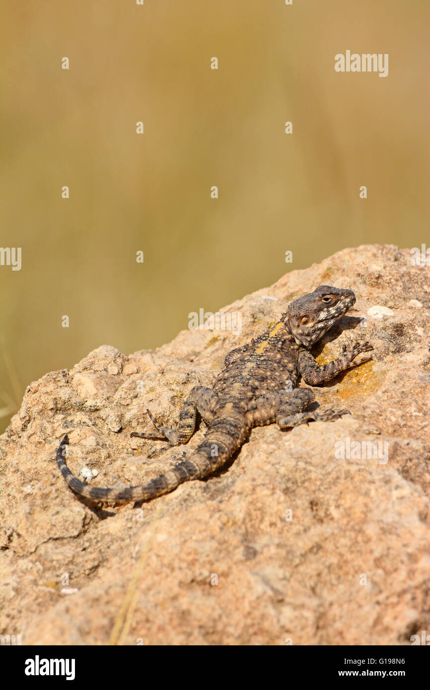 Stellagama stellio, Agama lizard crogiolarsi sulla roccia Foto Stock
