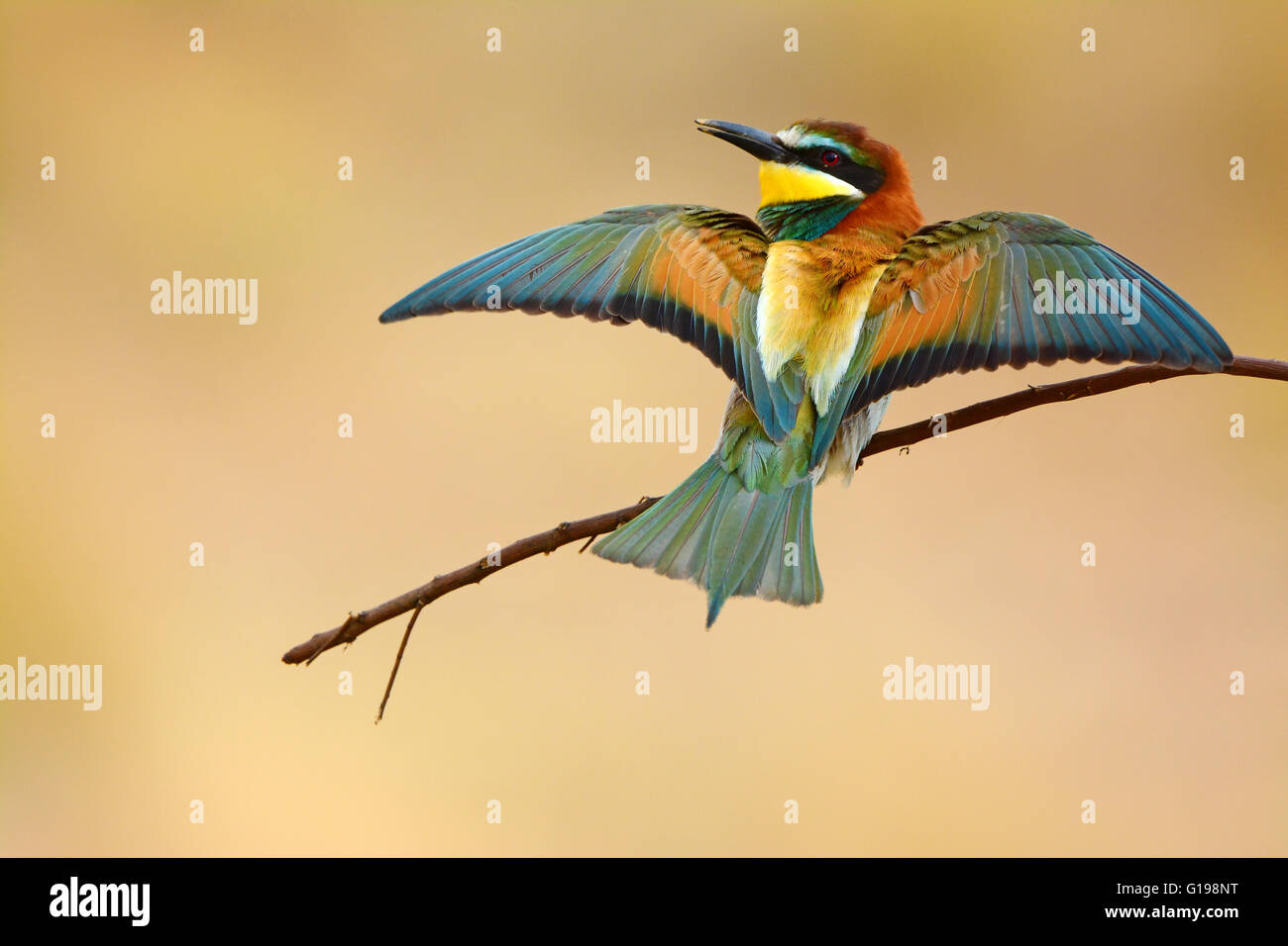 Unione Bee eater, ali aperte Foto Stock