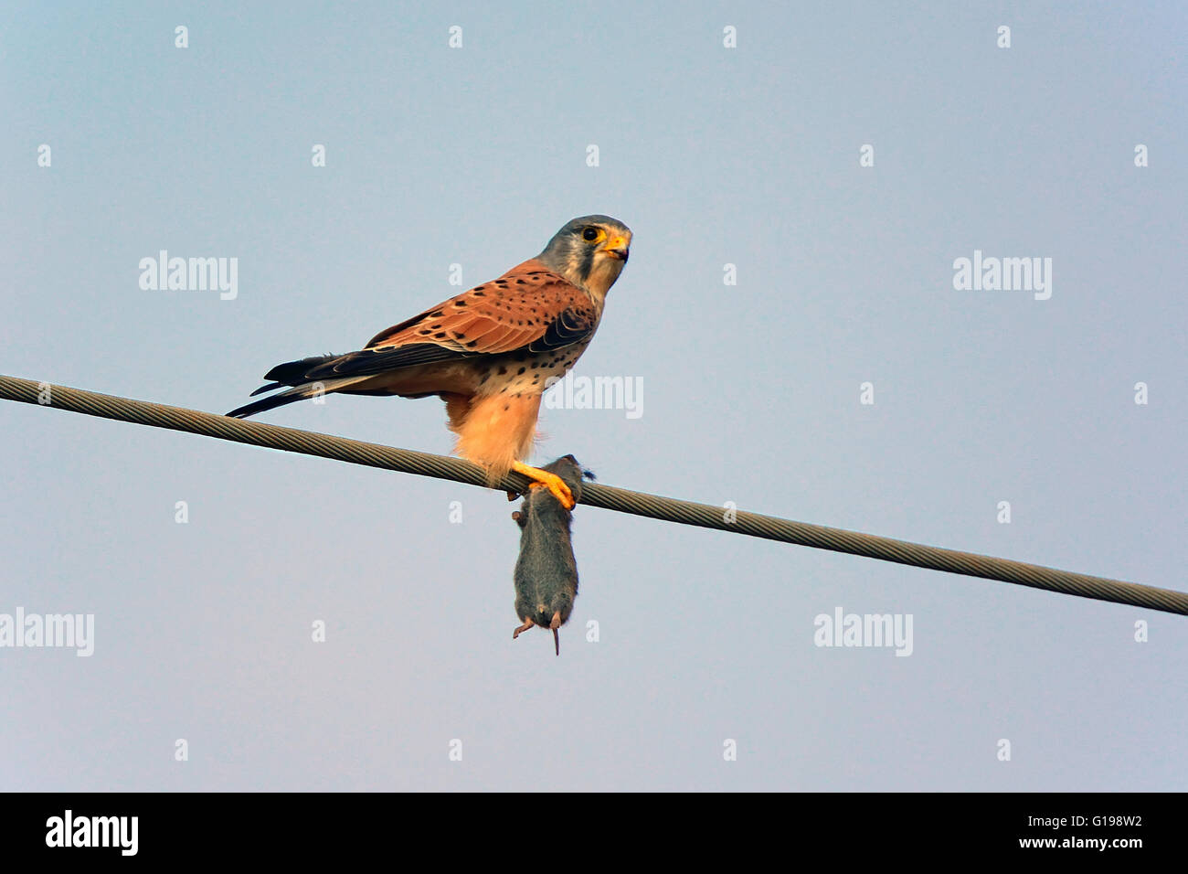 Il Gheppio comune caccia vole Foto Stock