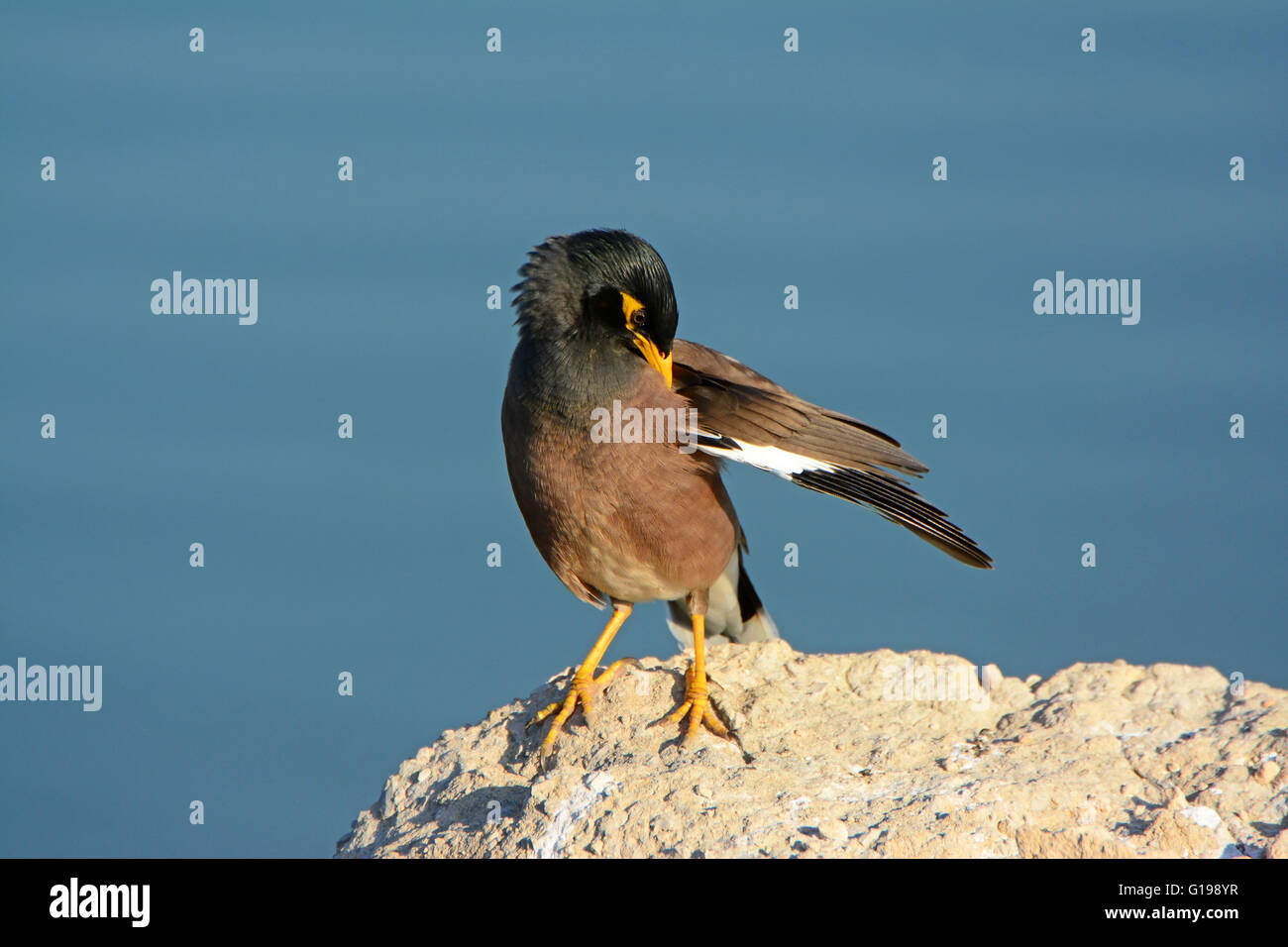 Comune preening Myna su una roccia Foto Stock