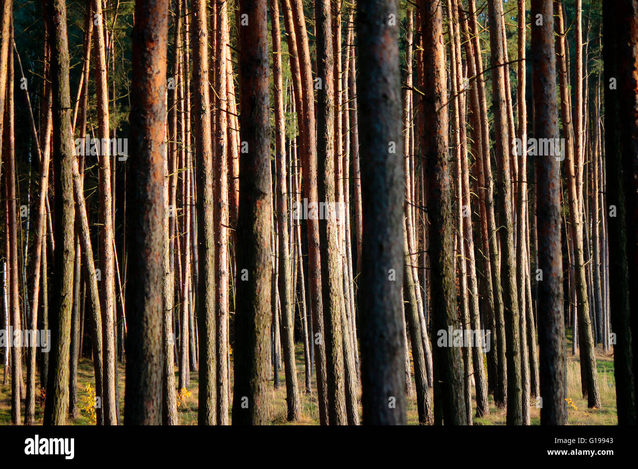 Wald, Holz, Berlino. Foto Stock