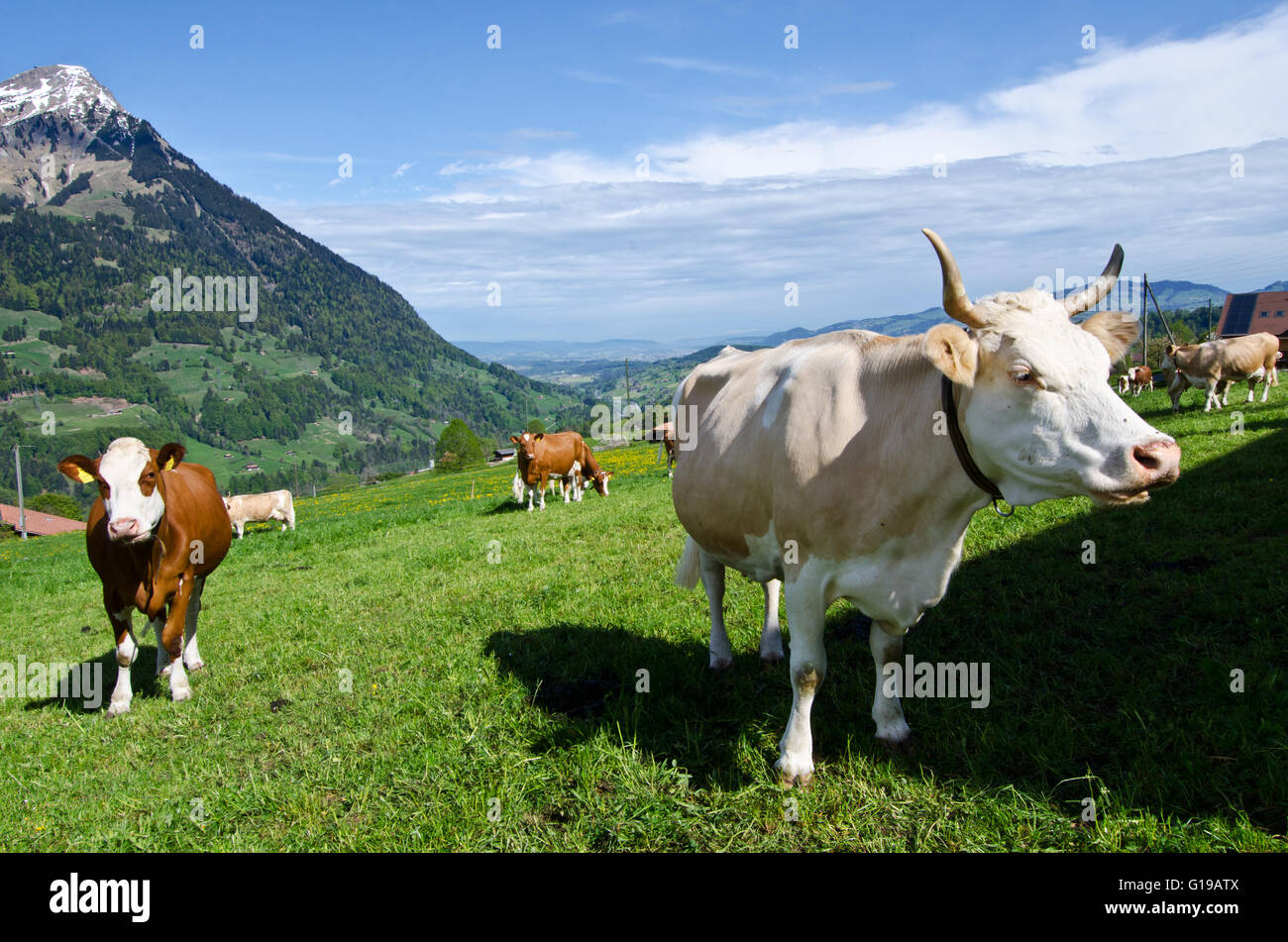 Vacche con e senza corna di pascolare su prato, Scharnachtal, Kandertal, alpi Bernesi, Svizzera Foto Stock