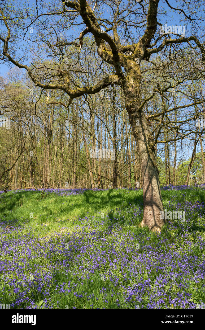 English Oak tree in un inglese bluebell legno in primavera. Foto Stock
