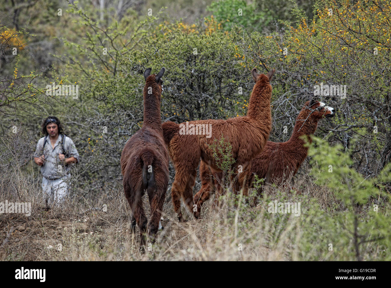 Tre guanaco (Lama guanicoe) nel Parque Nacional Los Cardones, Argentina settentrionale, vicino alla cittadina di Cachi, provincia di Salta. Sullo sfondo si vede un enorme cactus chiamato cardones (pachycereus pringleii). Foto Stock