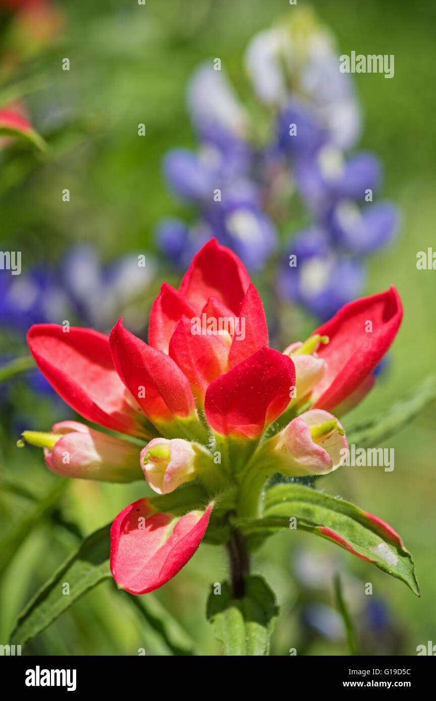 Red Indian Paintbrush fiori selvaggi con bluebonnets in background Foto Stock