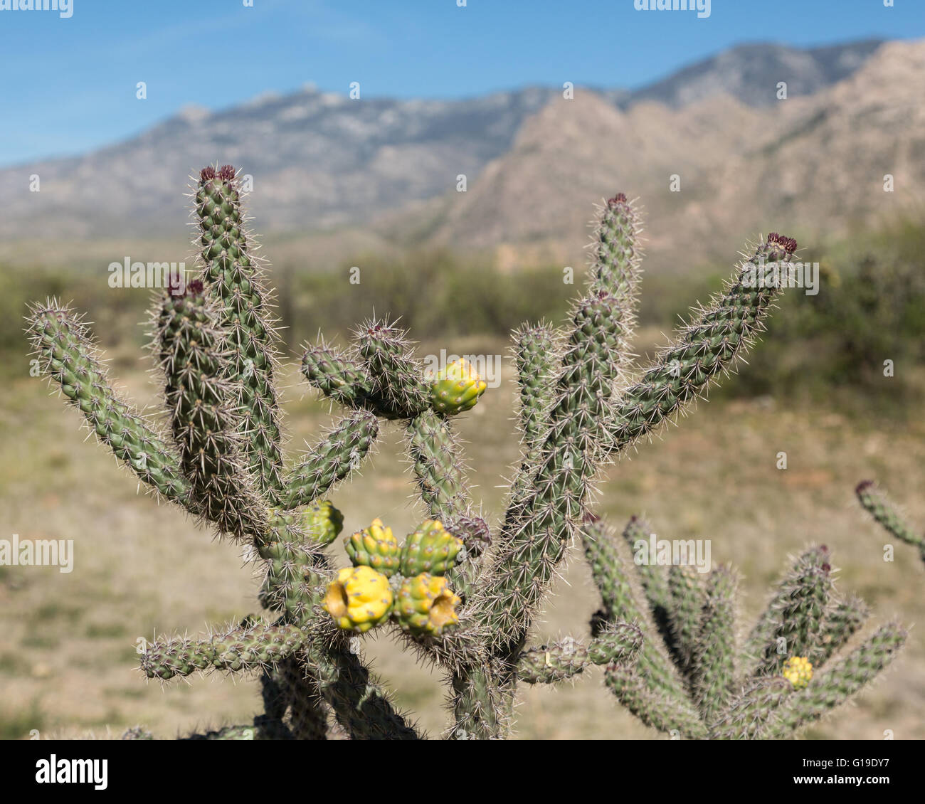 Vista ravvicinata di un cactus in stato di Catalina Park Foto Stock