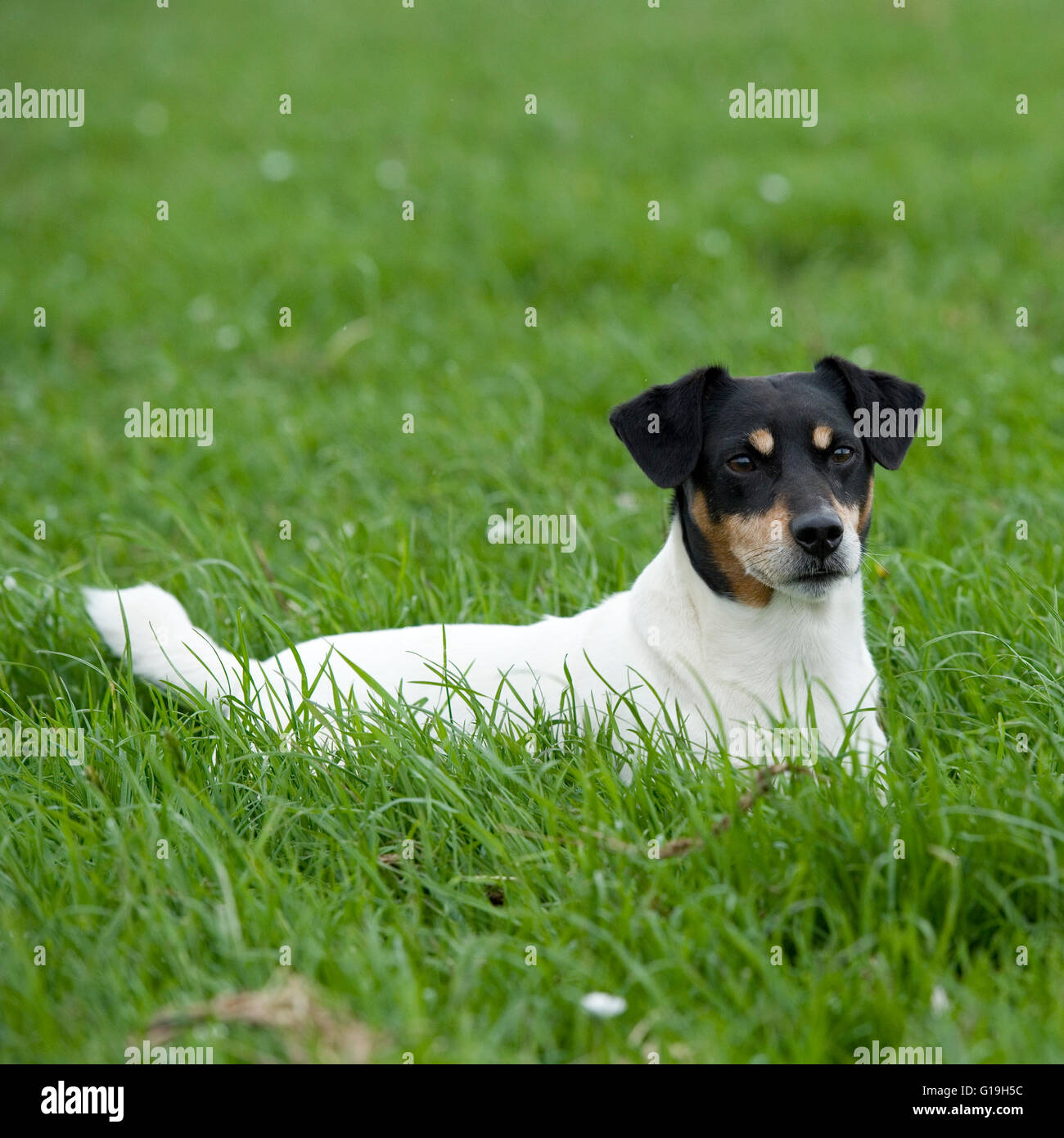 Jack Russell Terrier Foto Stock