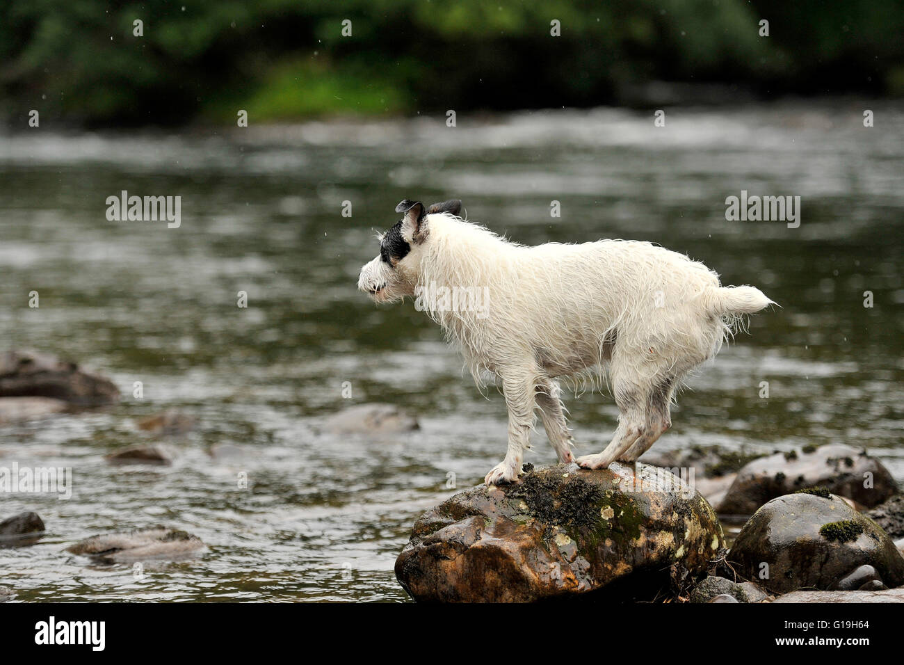 Jack Russell Terrier circa a saltare in un fiume Foto Stock