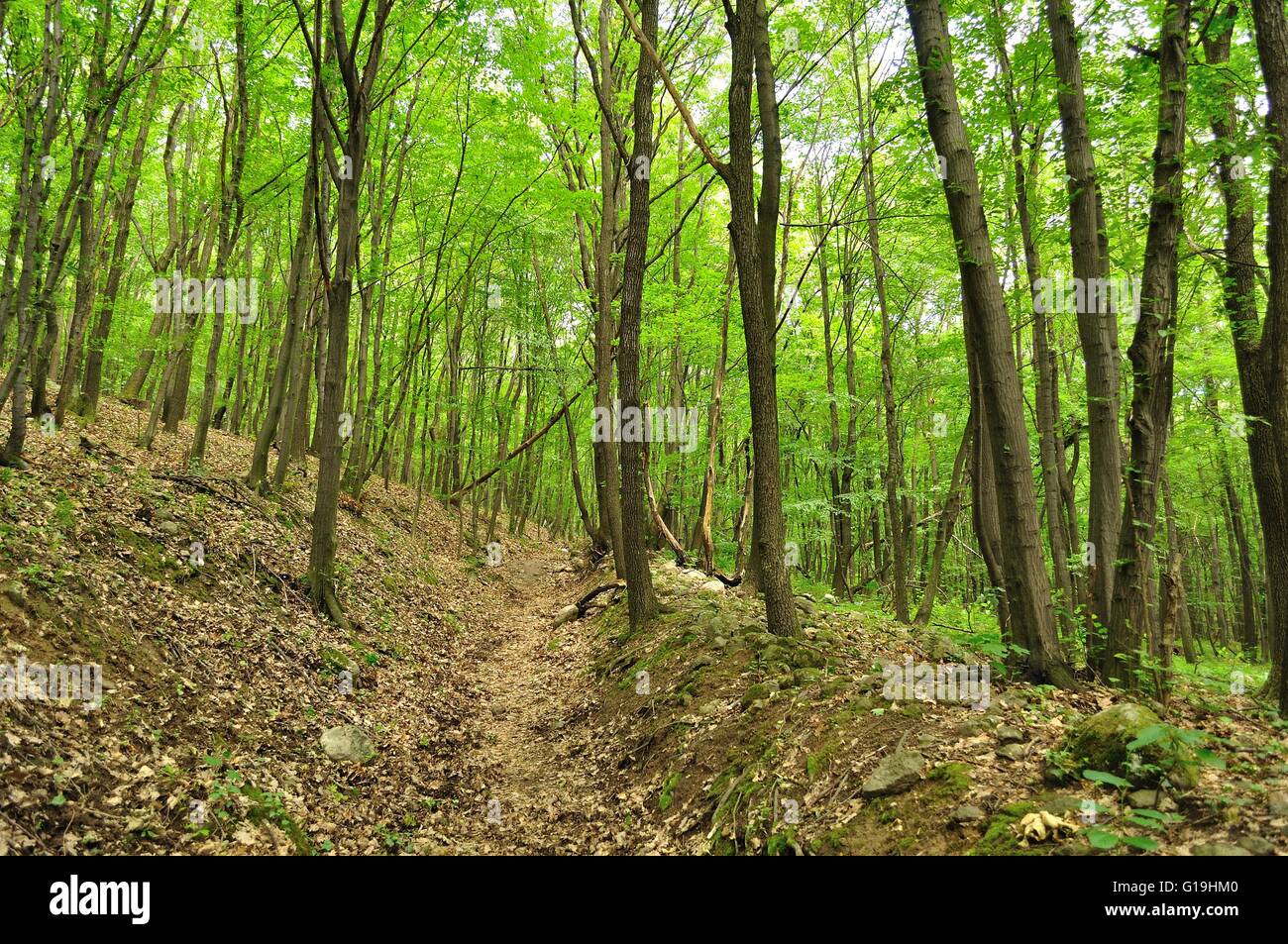 Molla di scena di foresta con alberi ad alto fusto Foto Stock