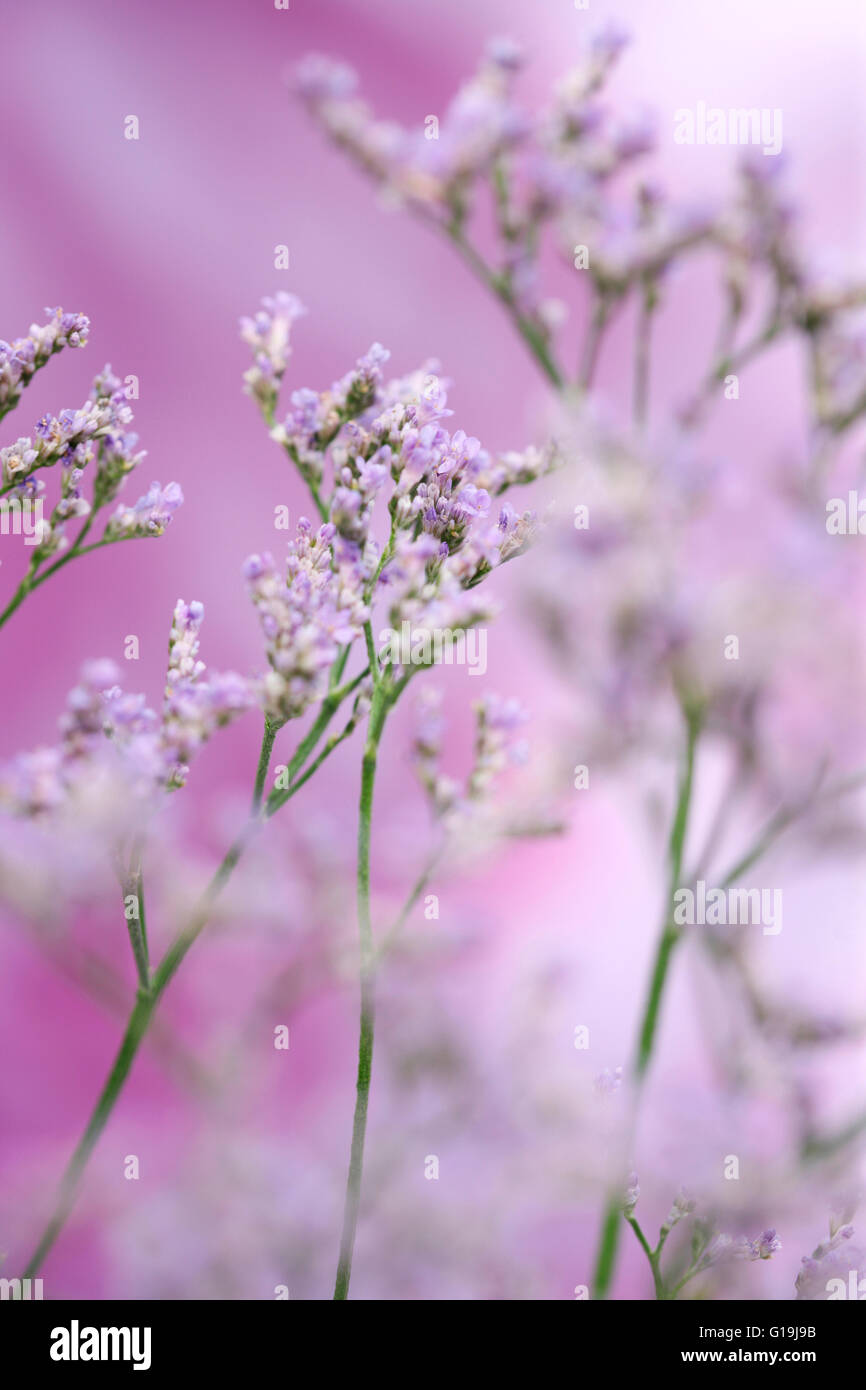 Limonium overig maine blu, a lungo vissuto, fiori di prato, simboleggia il ricordo Jane Ann Butler JABP Fotografia1439 Foto Stock