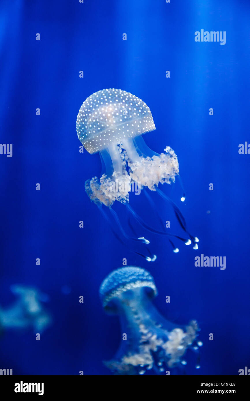 Rhizostoma pulmo canna meduse in acquario di Genova Foto Stock