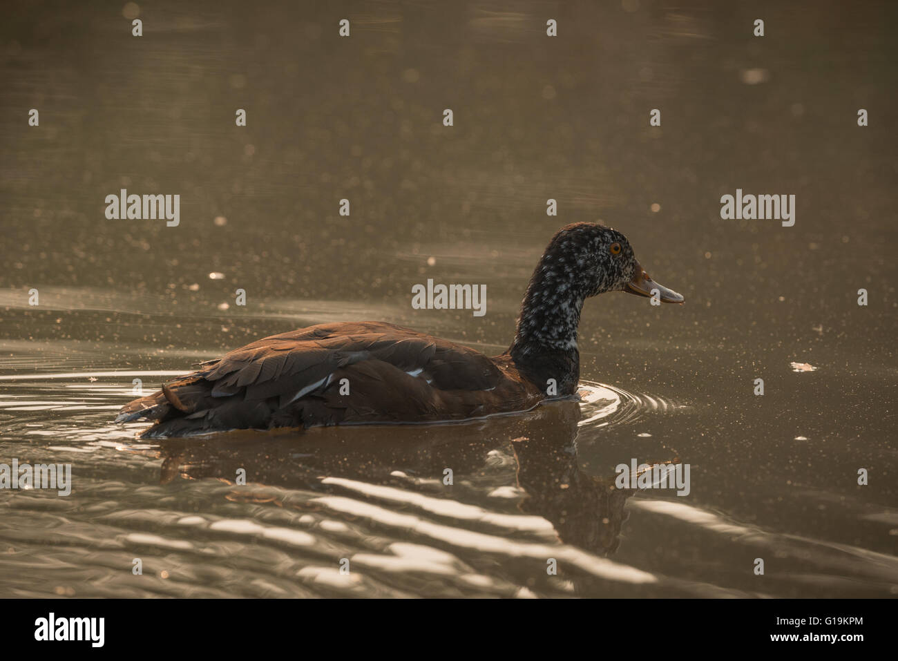 Questo grandi, scuri, foresta duck ha ali bianche quando aperto. Foto Stock