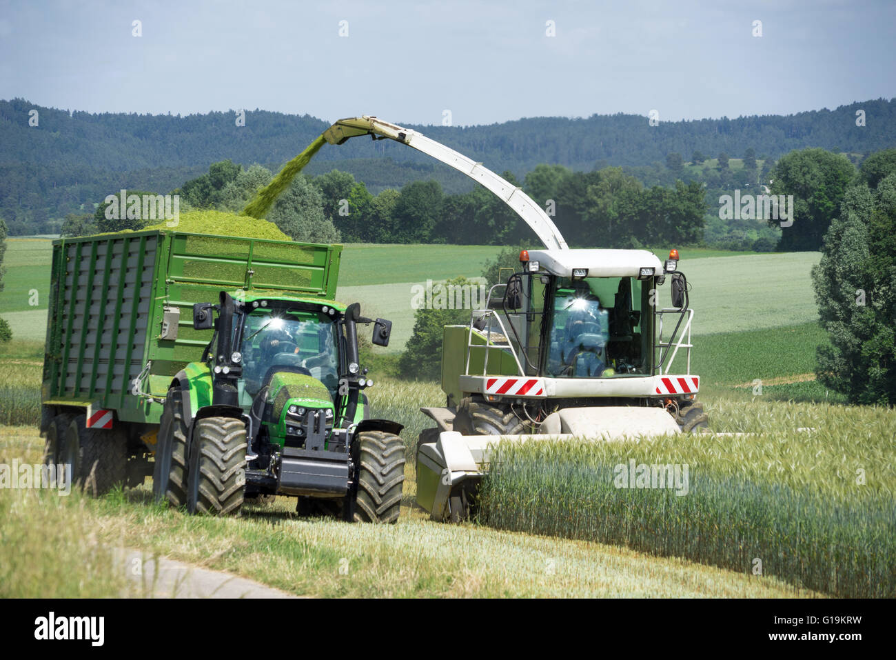 Foraggera durante la mietitura di insilaggio prodotto intero Foto Stock