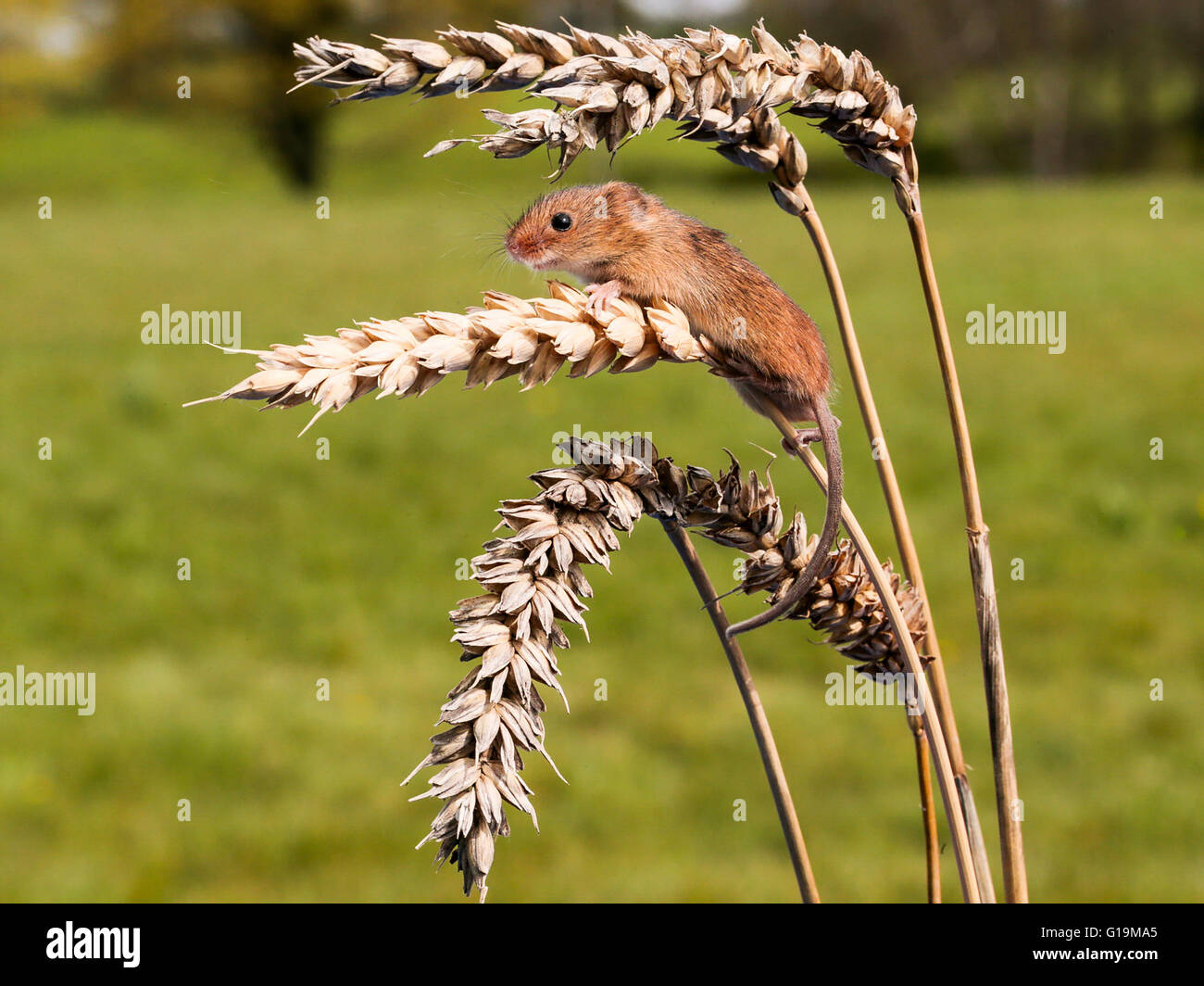 Il raccolto di topo (Micromys minutus) Foto Stock