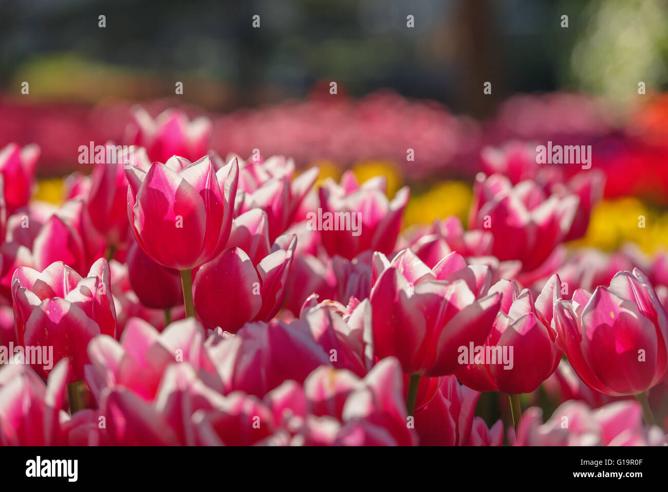 Red tulip campo vicino fino Foto Stock