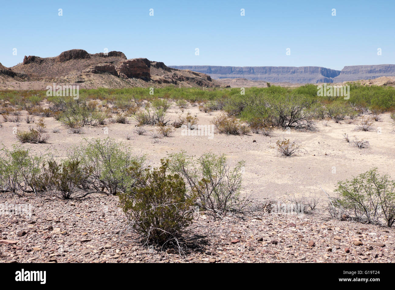 Deserto piano vicino a Santa Elena Canyon nel Parco nazionale di Big Bend. Foto Stock