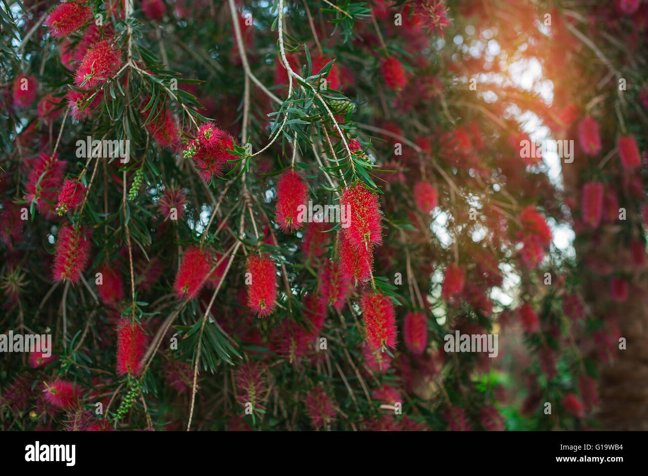 Scovolino tree/bellezza esotica fiore rosso di bottiglia albero della spazzola. Foto Stock