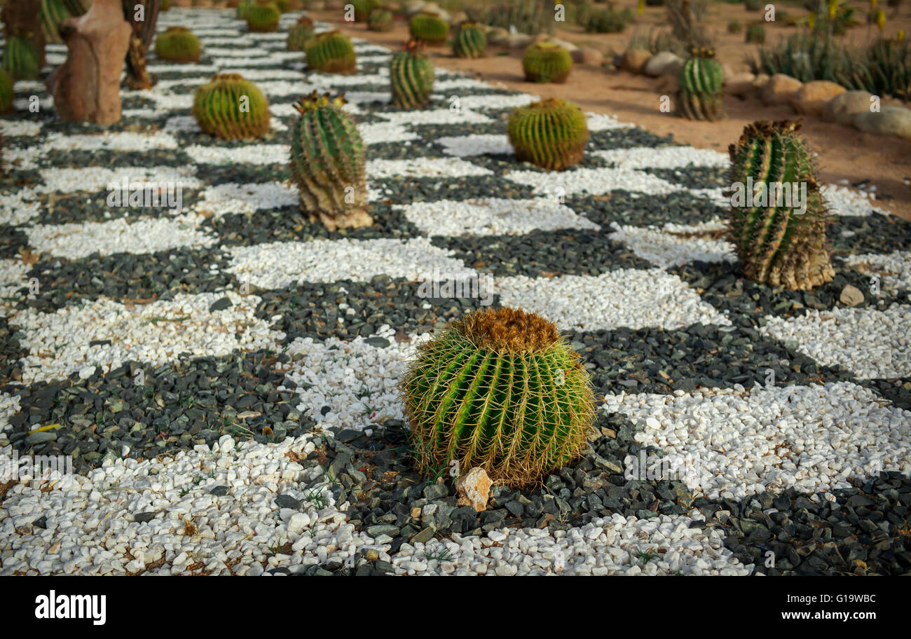 Paesaggio di cactus Foto Stock