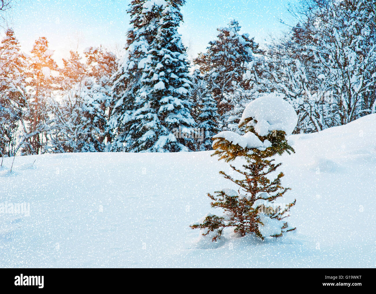 Foresta di inverno Foto Stock