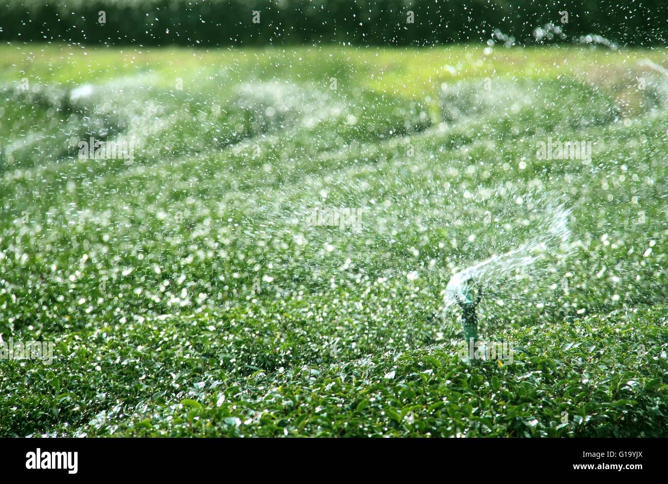 Acqua sistema di irrigazione del tè verde campo Foto Stock