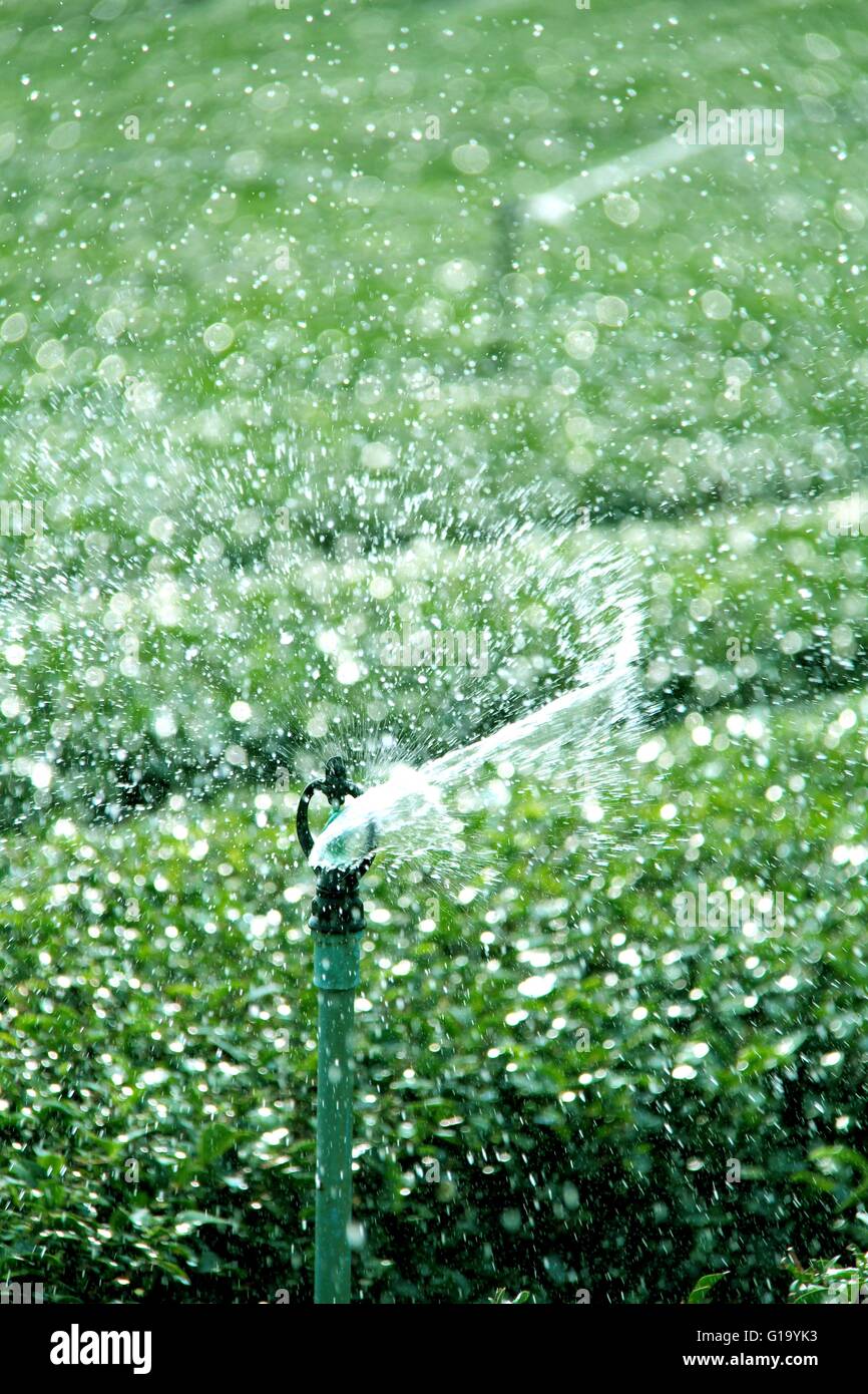 Acqua sistema di irrigazione del tè verde campo Foto Stock