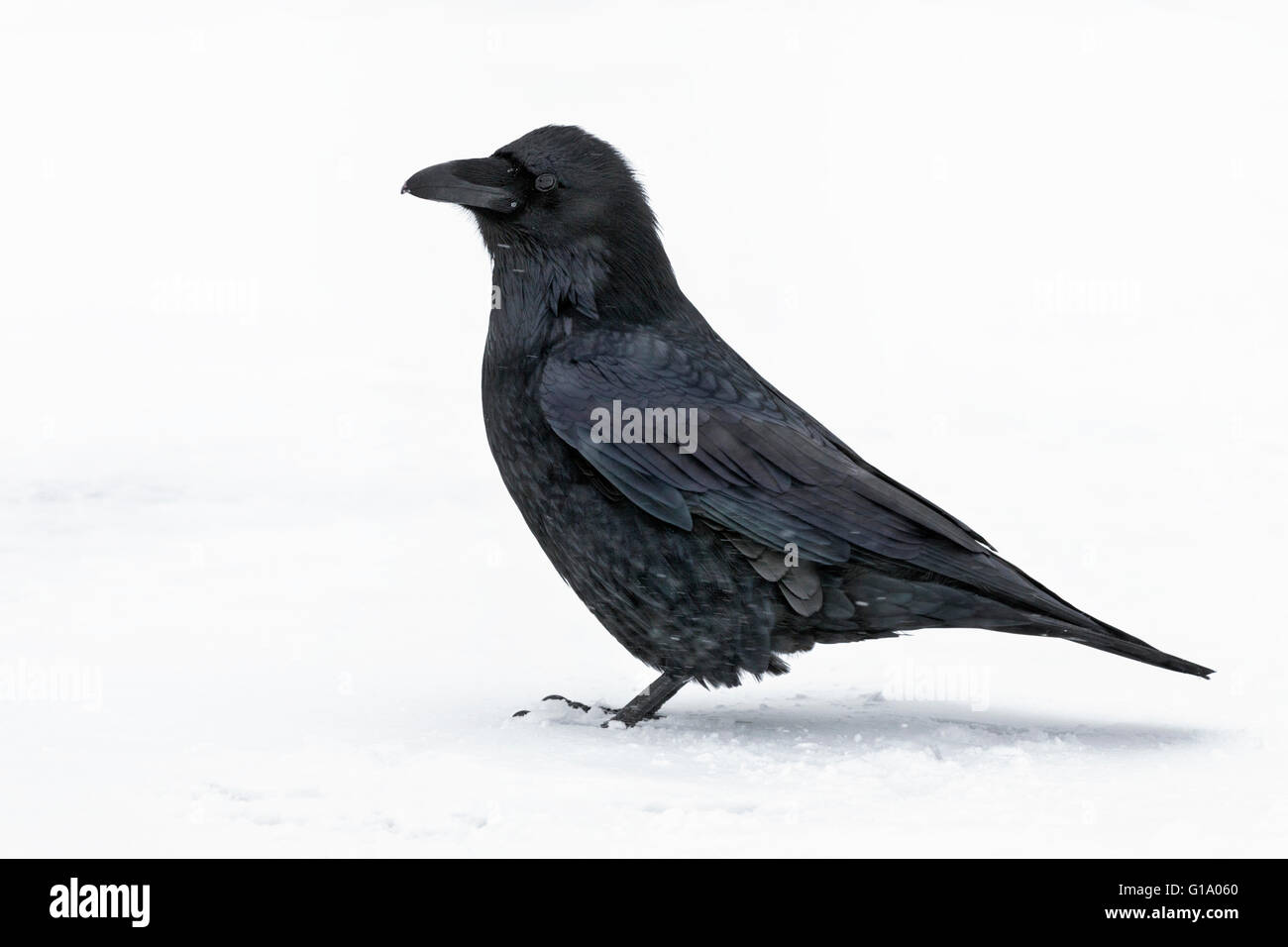 Raven comune - Corvus corax Foto Stock