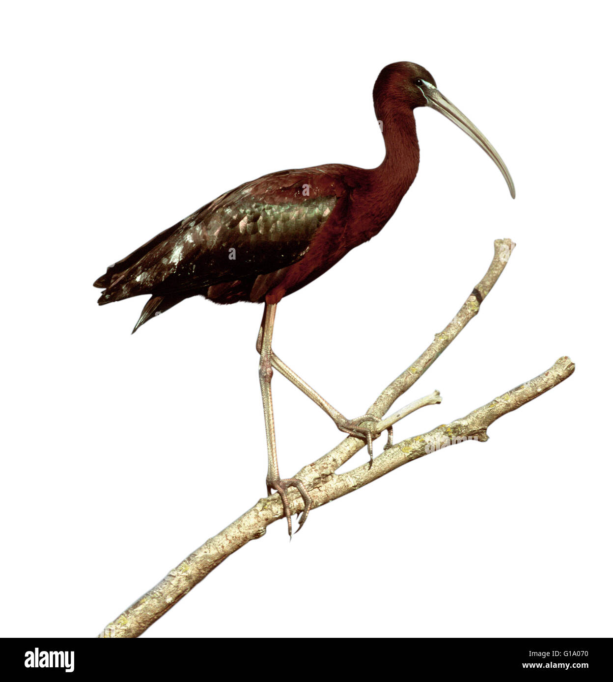 Ibis lucido - Plegadis falcinellus - primo inverno Foto Stock