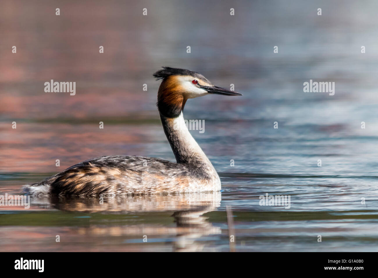 Svasso maggiore (Podiceps cristatus) Foto Stock