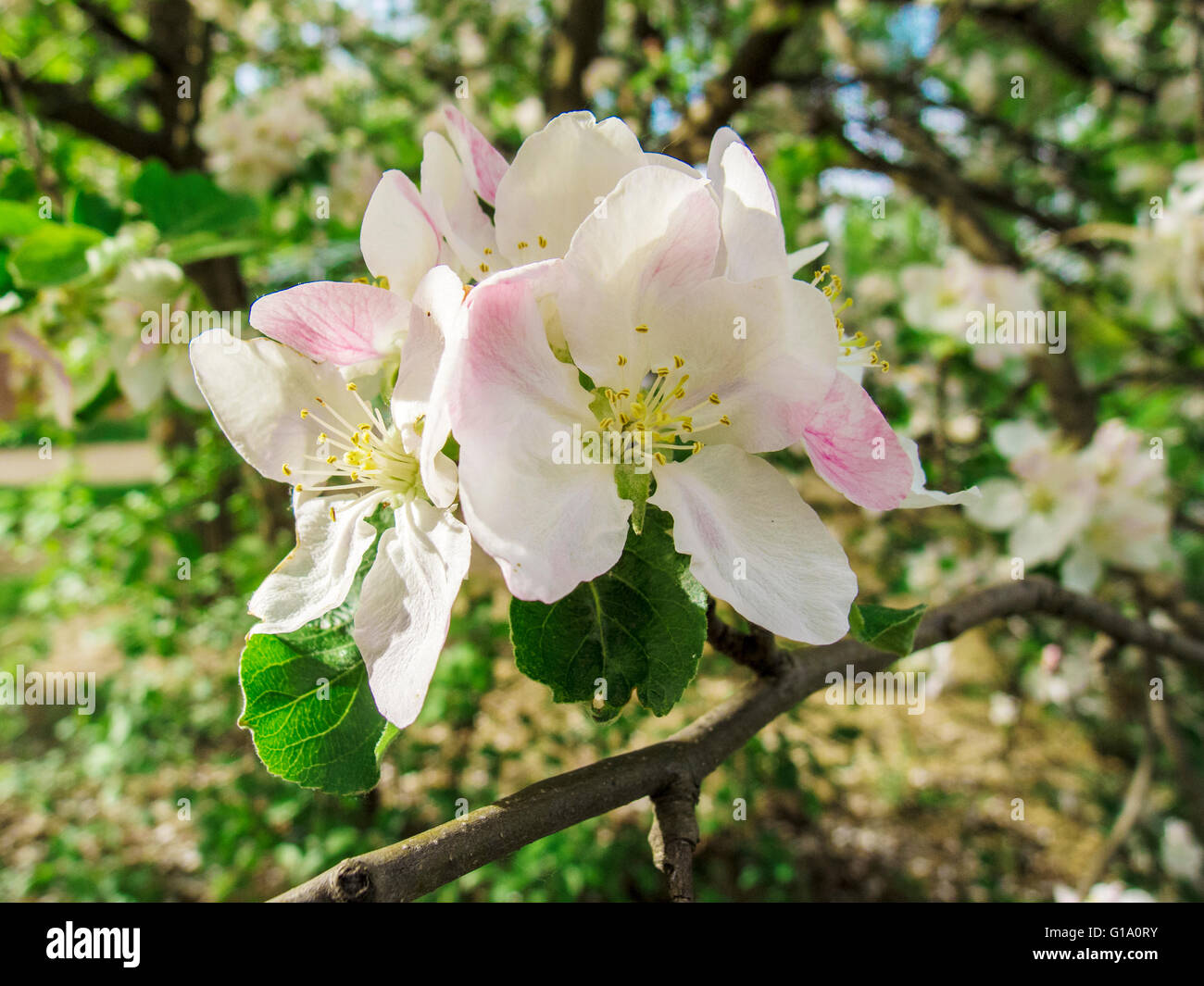 Blooming melo in primavera. Foto Stock
