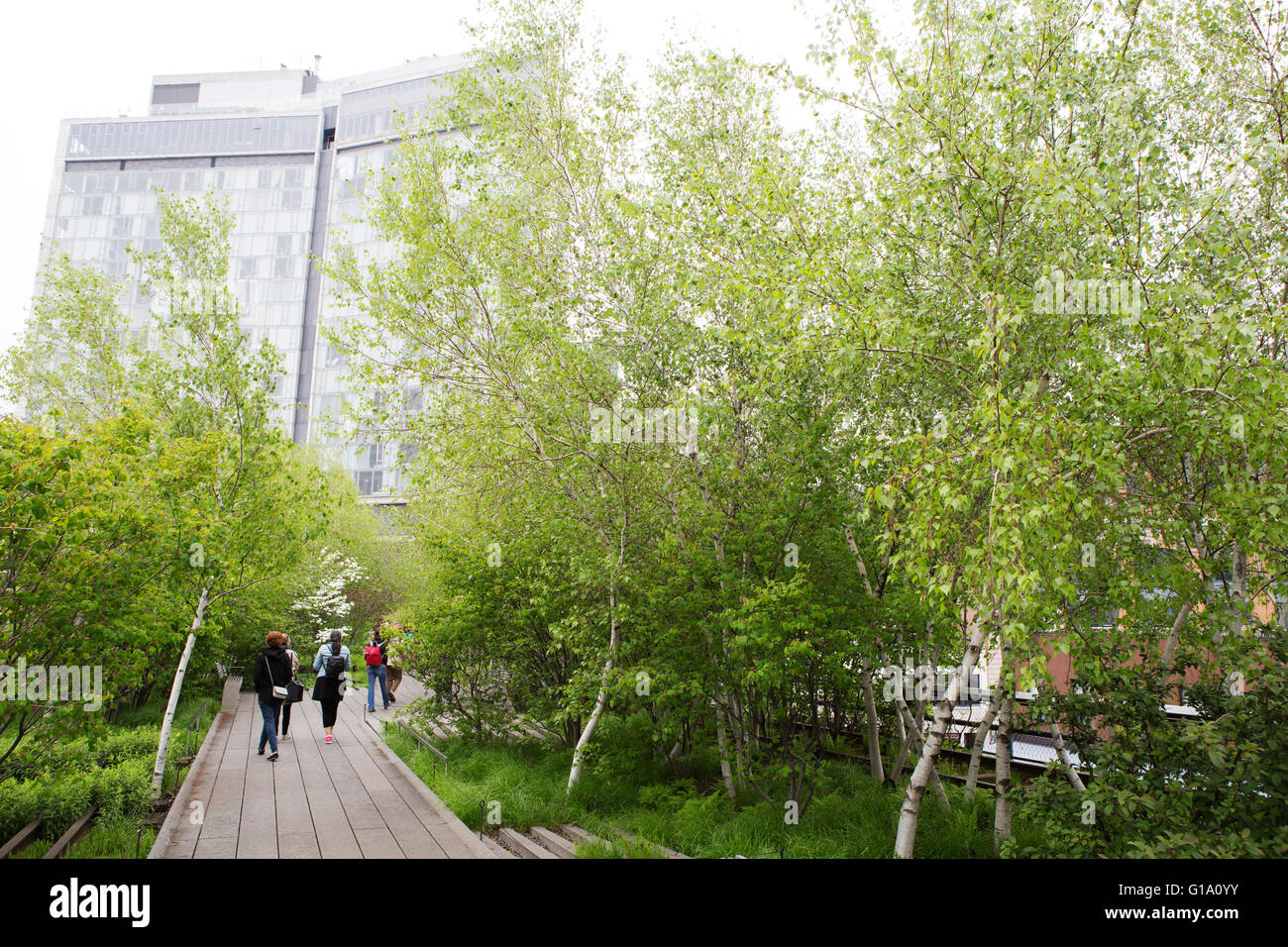 Alberi sulla linea alta nella città di New York, Stati Uniti d'America. Foto Stock