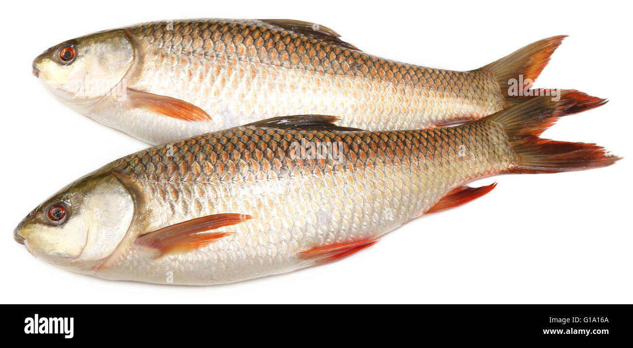 Popolari o Rohu Rohit pesci del subcontinente indiano su sfondo bianco Foto Stock