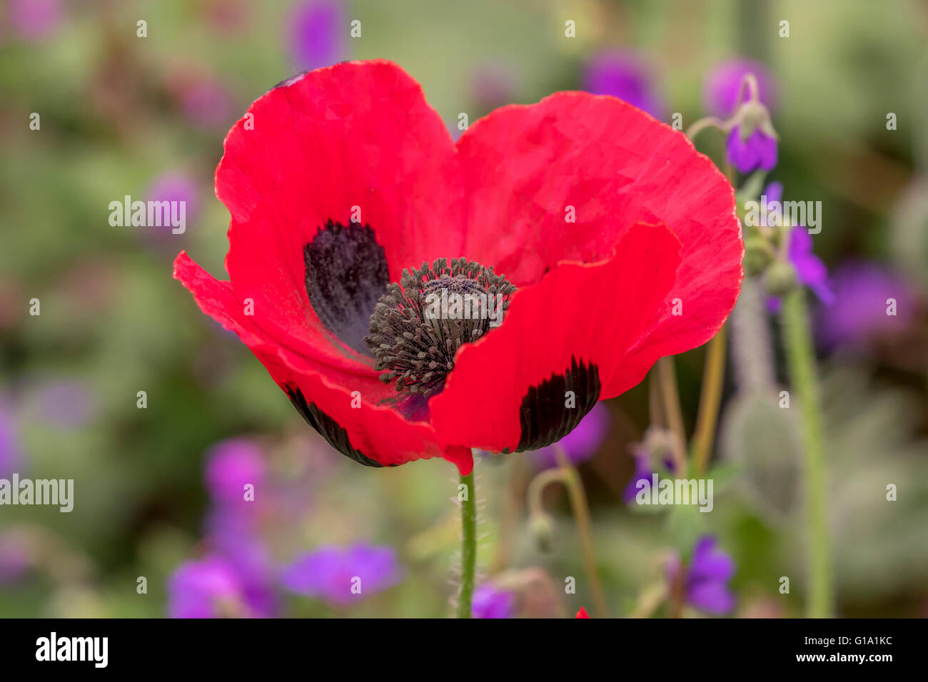 PAPAVER COMMUTATUM Foto Stock