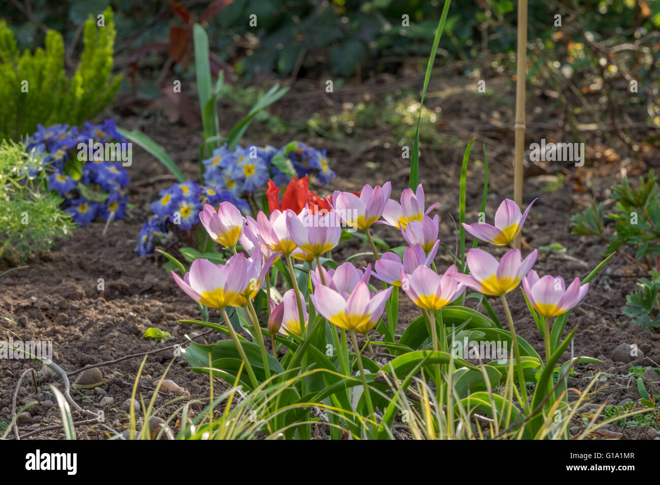 TULIPA BAKERI MERAVIGLIA LILLA LILLA BAKERI meraviglia nel giardino di primavera dal sentiero di ghiaia. Foto Stock