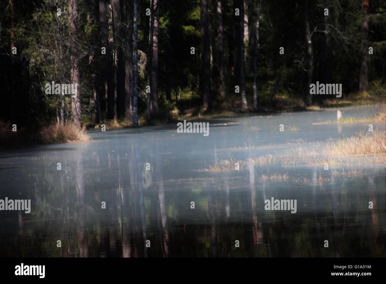 Bog piscina Foto Stock