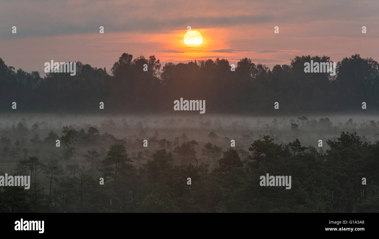 Sunrise al misty bog Foto Stock