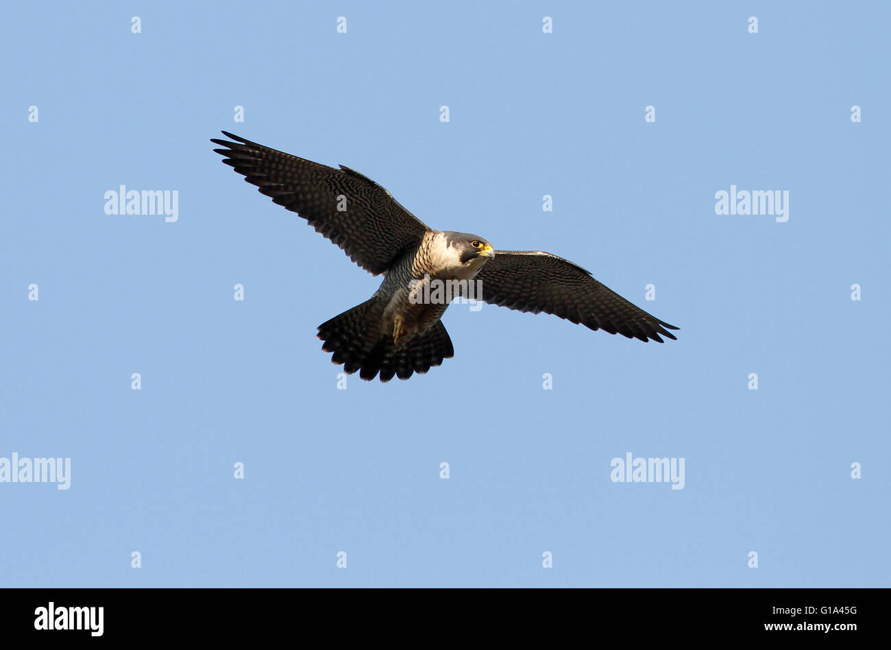 Peregrine Falcon ( Falco peregrinus) Foto Stock