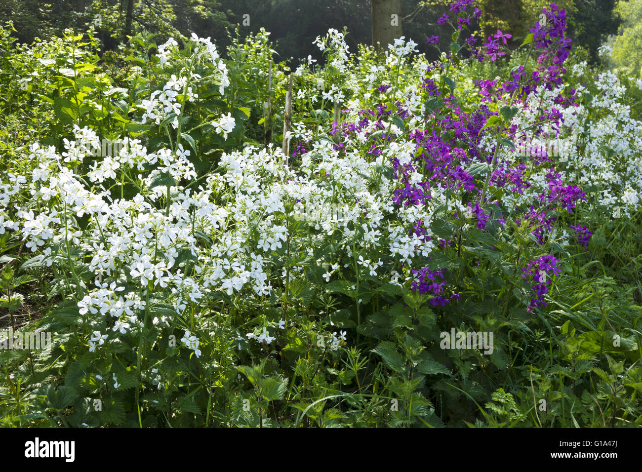 Bianco e viola fiori selvatici nella siepe Foto Stock