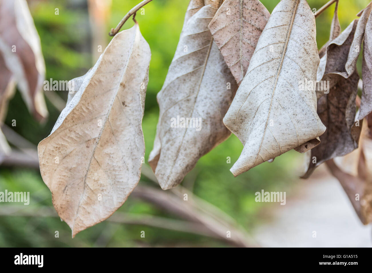 Primo piano autunno foglie secche Foto Stock