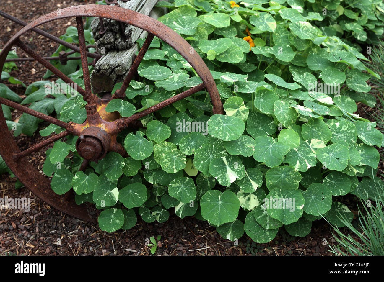 Nasturtium piante che crescono sul terreno, noto anche come Tropaeolum majus Foto Stock