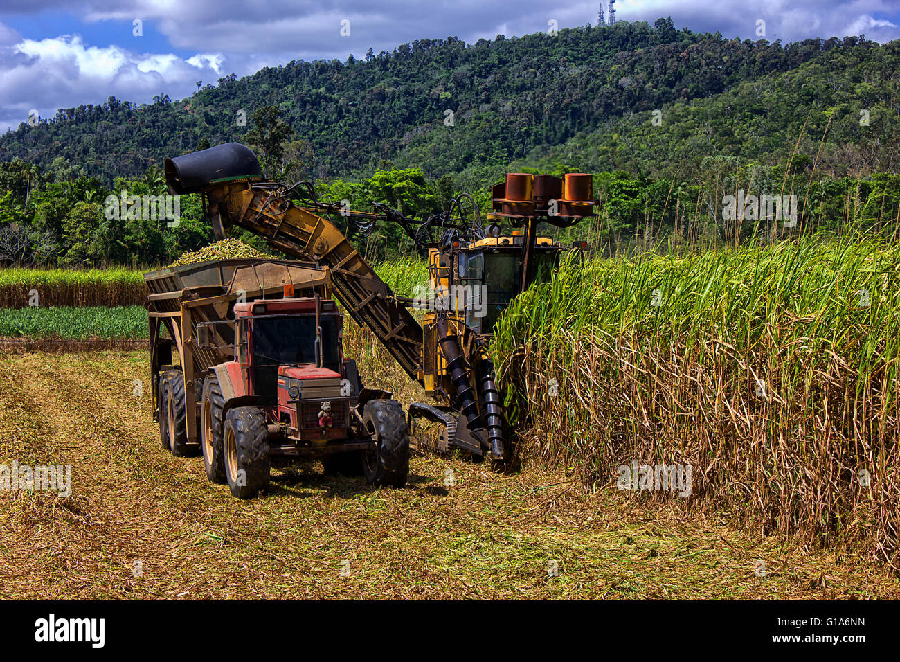 Un trattore ed un harvester lavorare in tandem per ottenere la canna da zucchero al locale di mulino. Foto Stock