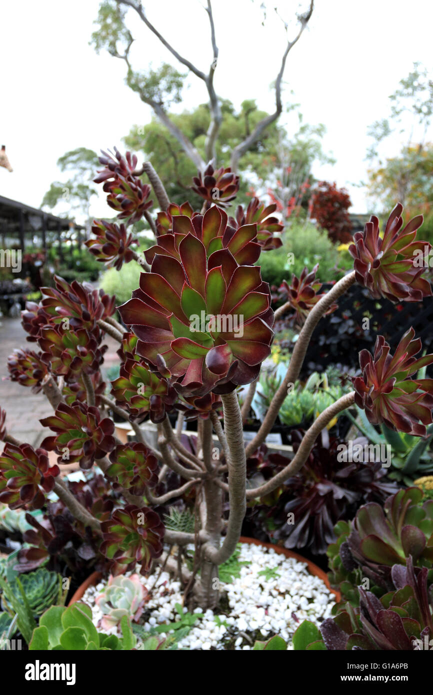 Aeonium arboreum Atropurpureum crescendo in una pentola Foto Stock
