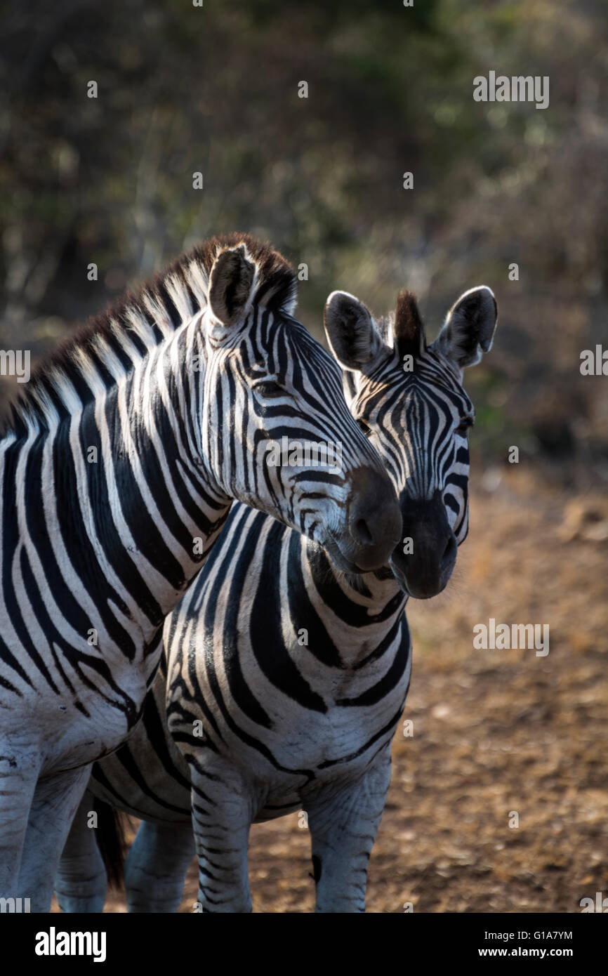 Coppia di zebra, KwaZulu Natal, Sud Africa Foto Stock