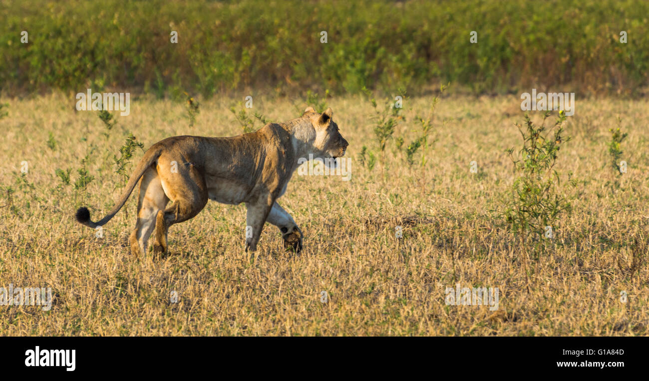 Lion sul prowl, KwaZulu Natal, Sud Africa Foto Stock