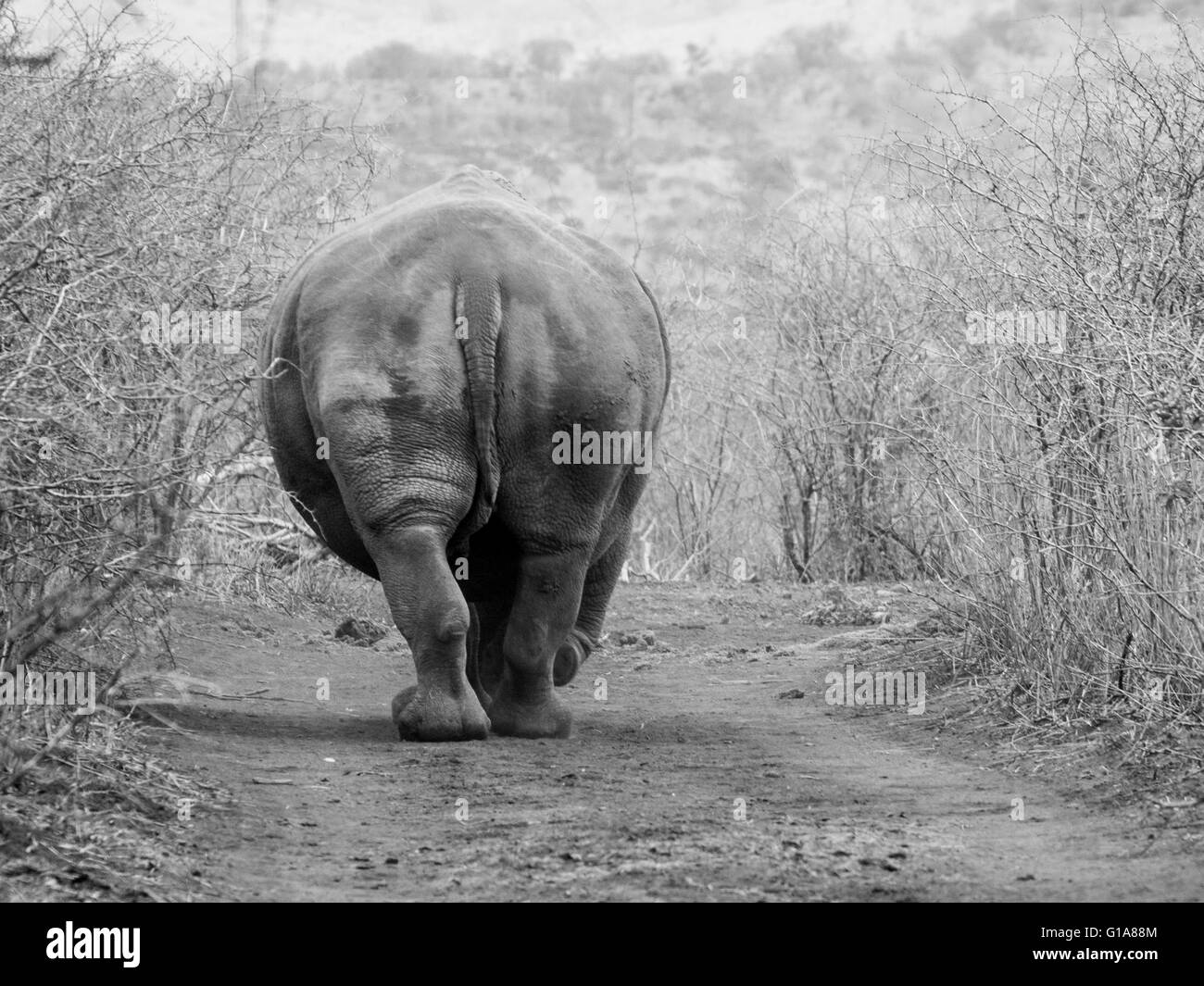 Rinoceronte bianco da dietro, KwaZulu Natal, Sud Africa Foto Stock