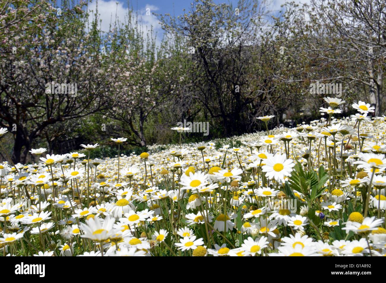 Bellissimo giardino di fiori,estate sfondo floreale Foto Stock